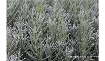 Gartenbaumschule Becker