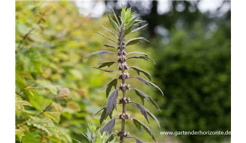 Gartenbaumschule Becker