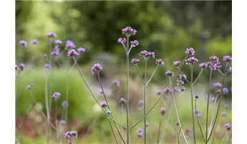 Gartenbaumschule Becker
