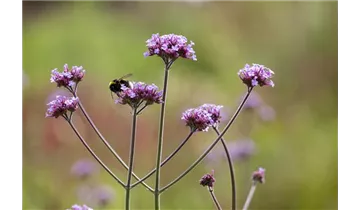 Gartenbaumschule Becker