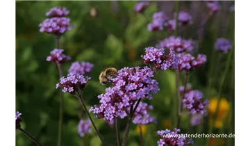 Gartenbaumschule Becker