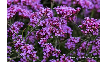 Gartenbaumschule Becker