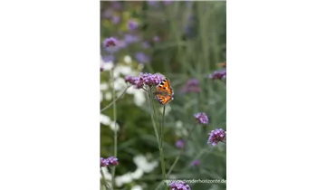 Gartenbaumschule Becker