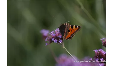 Gartenbaumschule Becker