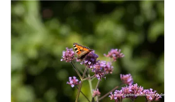 Gartenbaumschule Becker