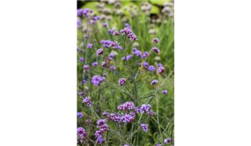 Gartenbaumschule Becker