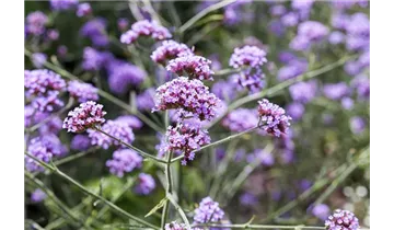 Gartenbaumschule Becker