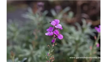 Gartenbaumschule Becker