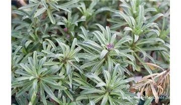 Gartenbaumschule Becker