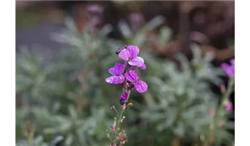 Gartenbaumschule Becker