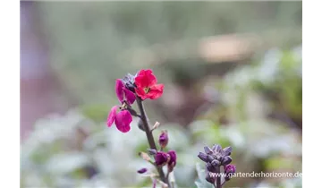 Gartenbaumschule Becker