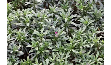 Gartenbaumschule Becker