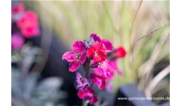 Gartenbaumschule Becker