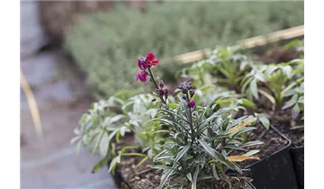 Gartenbaumschule Becker