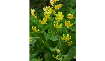 Gartenbaumschule Becker