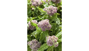 Gartenbaumschule Becker