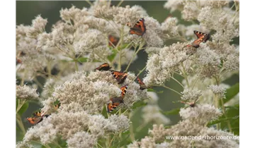 Gartenbaumschule Becker