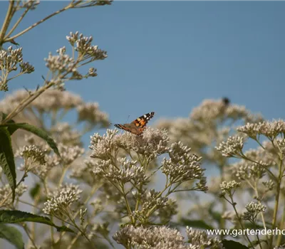 Eupatorium fistulosum 'Album' Eupatorium fistulosum 'Album'