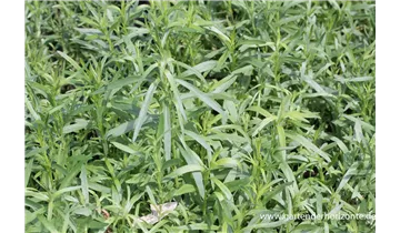 Gartenbaumschule Becker