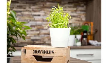 Gartenbaumschule Becker