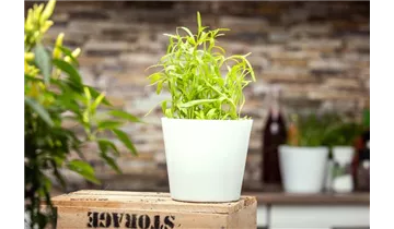 Gartenbaumschule Becker