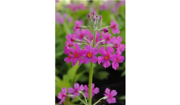 Gartenbaumschule Becker