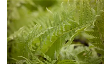 Gartenbaumschule Becker