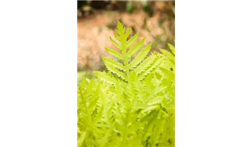 Gartenbaumschule Becker