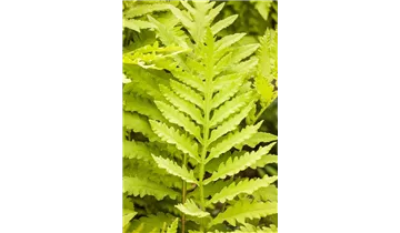 Gartenbaumschule Becker