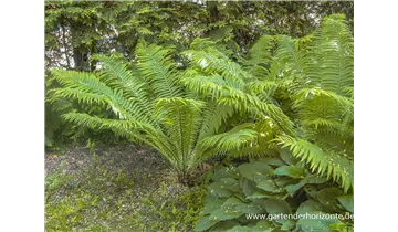 Gartenbaumschule Becker