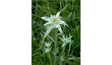 Gartenbaumschule Becker