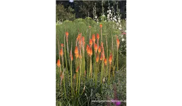 Gartenbaumschule Becker