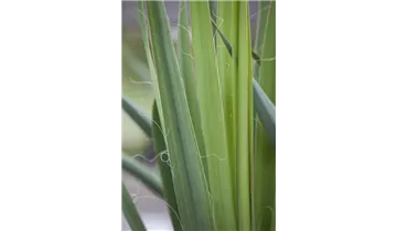 Gartenbaumschule Becker