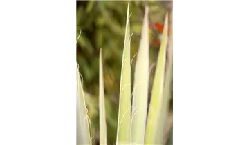 Gartenbaumschule Becker