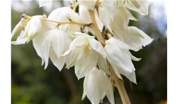 Gartenbaumschule Becker