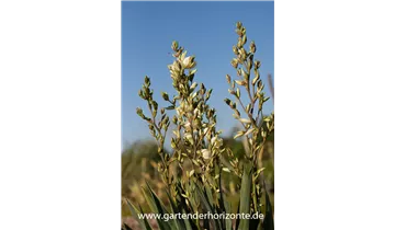 Gartenbaumschule Becker