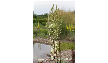 Gartenbaumschule Becker