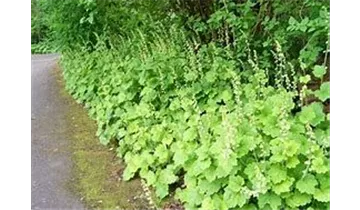 Gartenbaumschule Becker