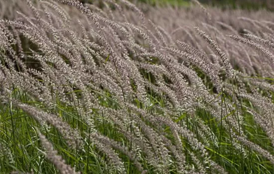 Federborstengras 'Tall Tails'