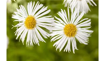 Gartenbaumschule Becker