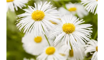Gartenbaumschule Becker