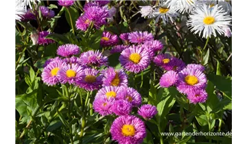 Gartenbaumschule Becker