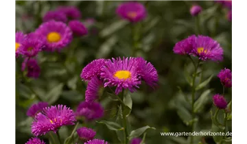 Gartenbaumschule Becker