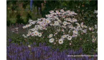 Gartenbaumschule Becker