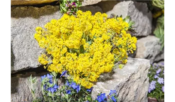 Gartenbaumschule Becker