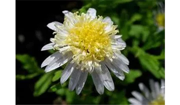 Gartenbaumschule Becker