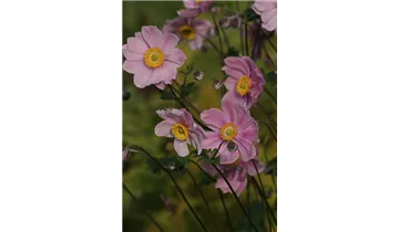 Gartenbaumschule Becker