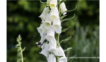 Gartenbaumschule Becker