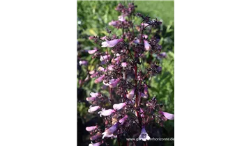 Gartenbaumschule Becker