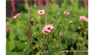 Gartenbaumschule Becker